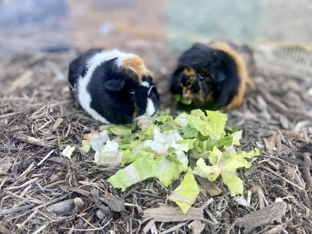 Two guinea pigs with short furs eating vegetables in the dry ground with hay