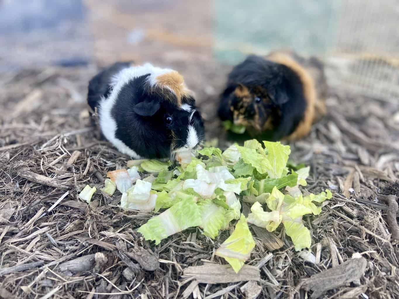 Can Guinea Pigs Eat Fennel?
