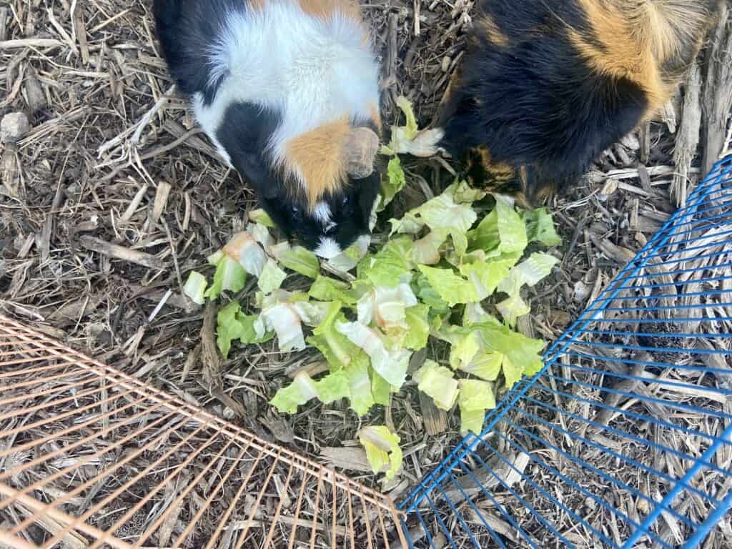 A top view of two guinea pigs eating a bok choy on the dry ground in the cage