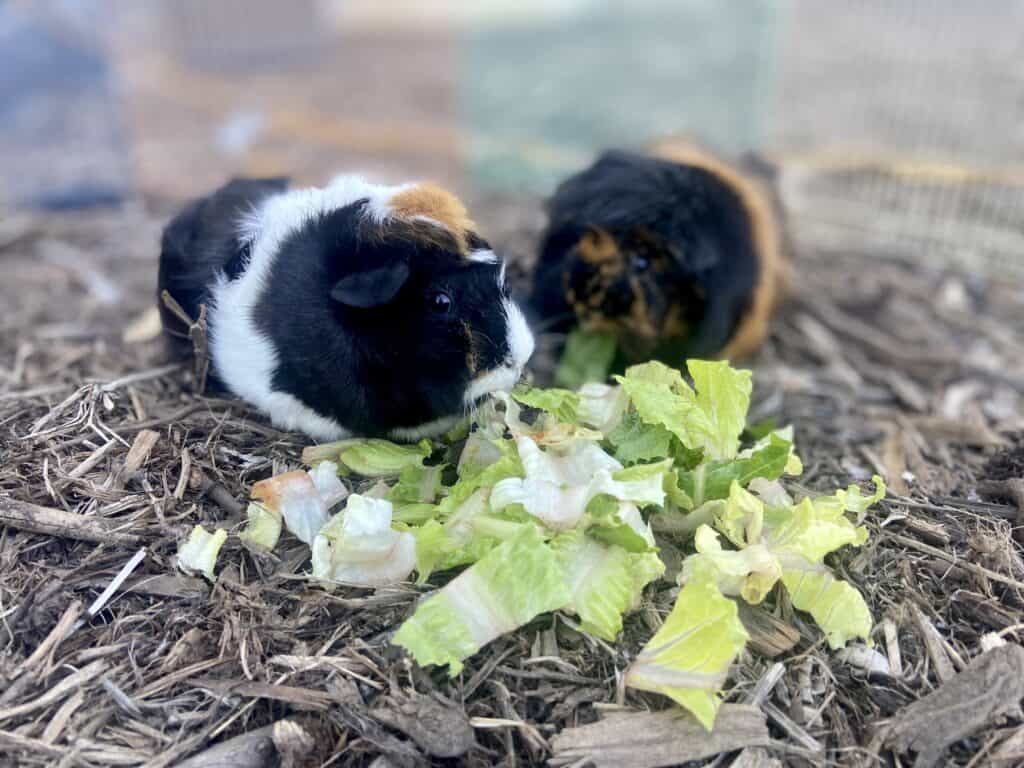 Two guinea pigs with short soft fur eating a bok choy on dry ground in the cage