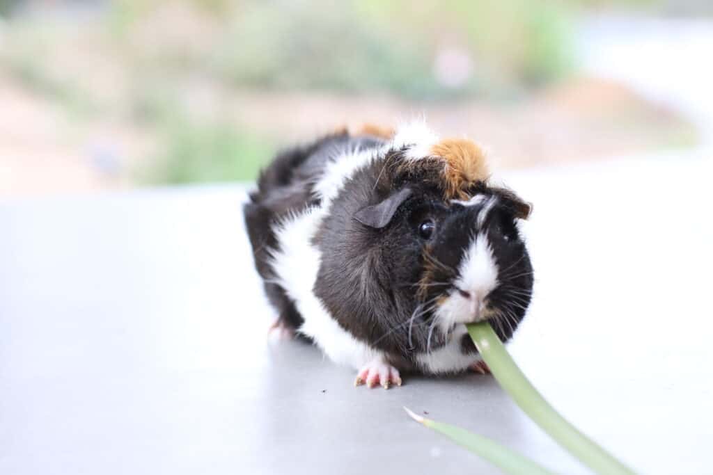A guinea pig eating onion leeks on the clean floor of the big house