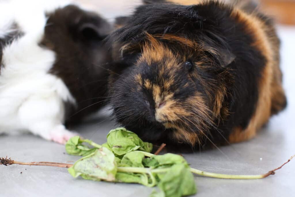 A guinea pig with healthy black and brown fur eating green leaves placed on a white floor in the house