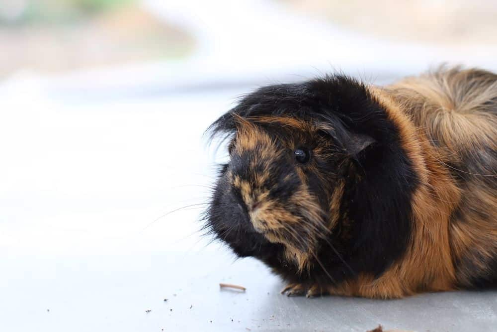 A guinea pig has black and brown fur with eyes wide open while on the white floor