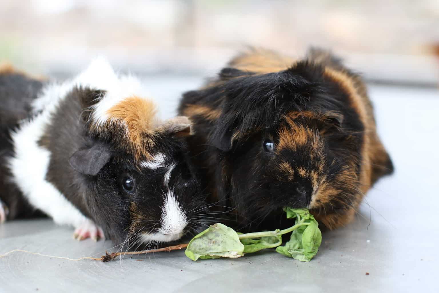 Two guinea pigs eating green leaves placed on a surface in the kitchen area of the house