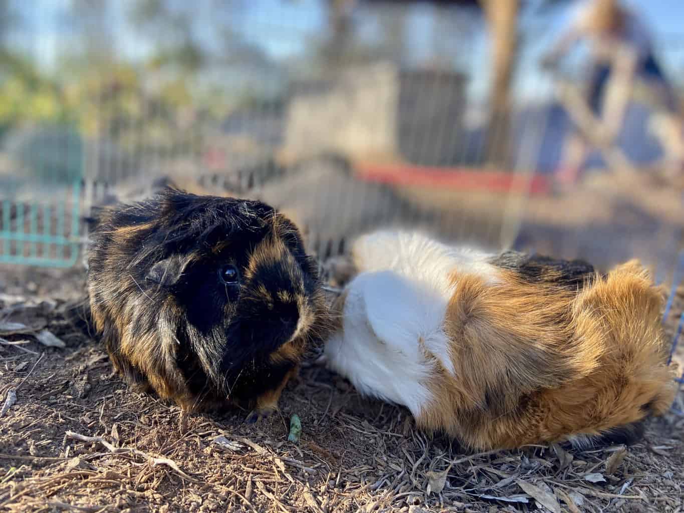 Two guinea pigs playing outside on the dry ground