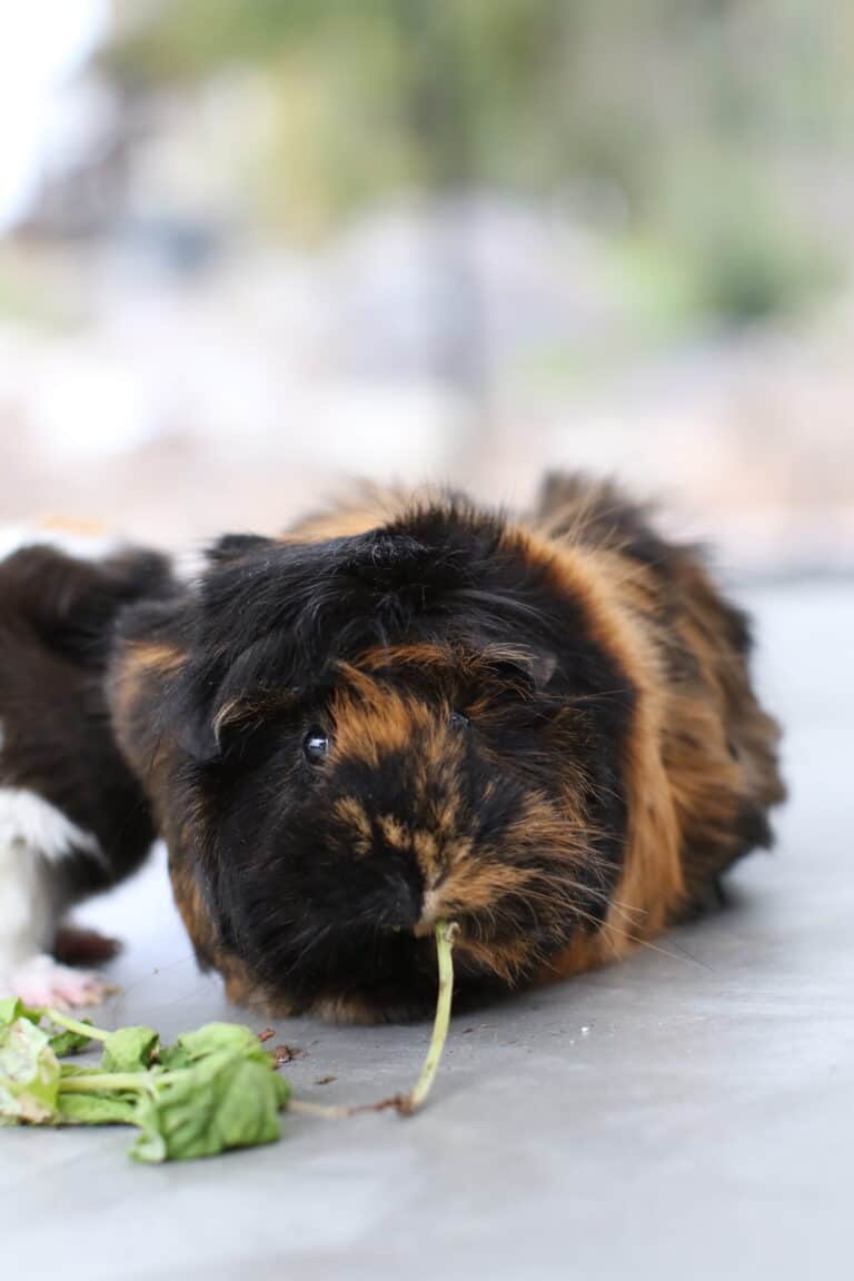 Can You Walk A Guinea Pig On A Leash?