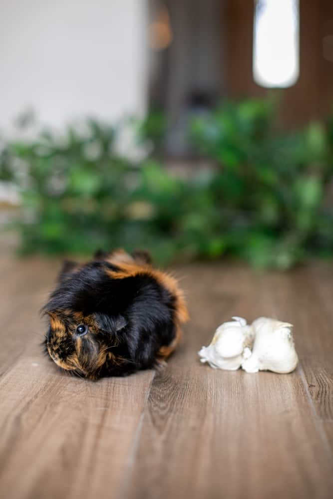 A guinea pig near fresh garlic is placed on a brown floor