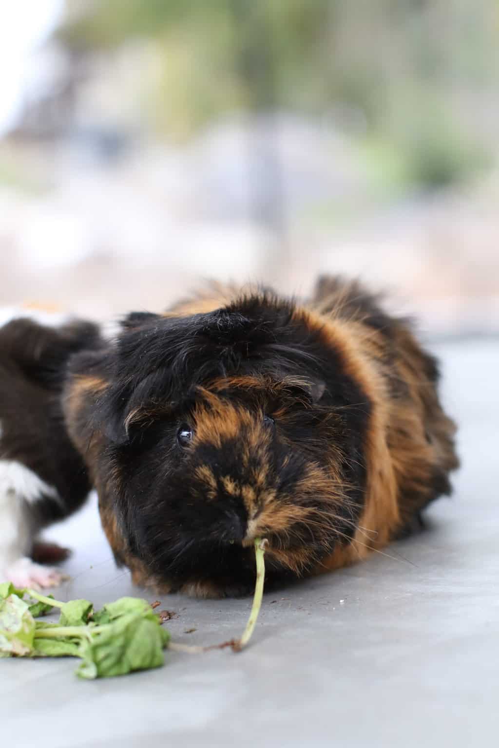 Do Guinea Pigs Eat Their Poop? Guinea Pig HQ