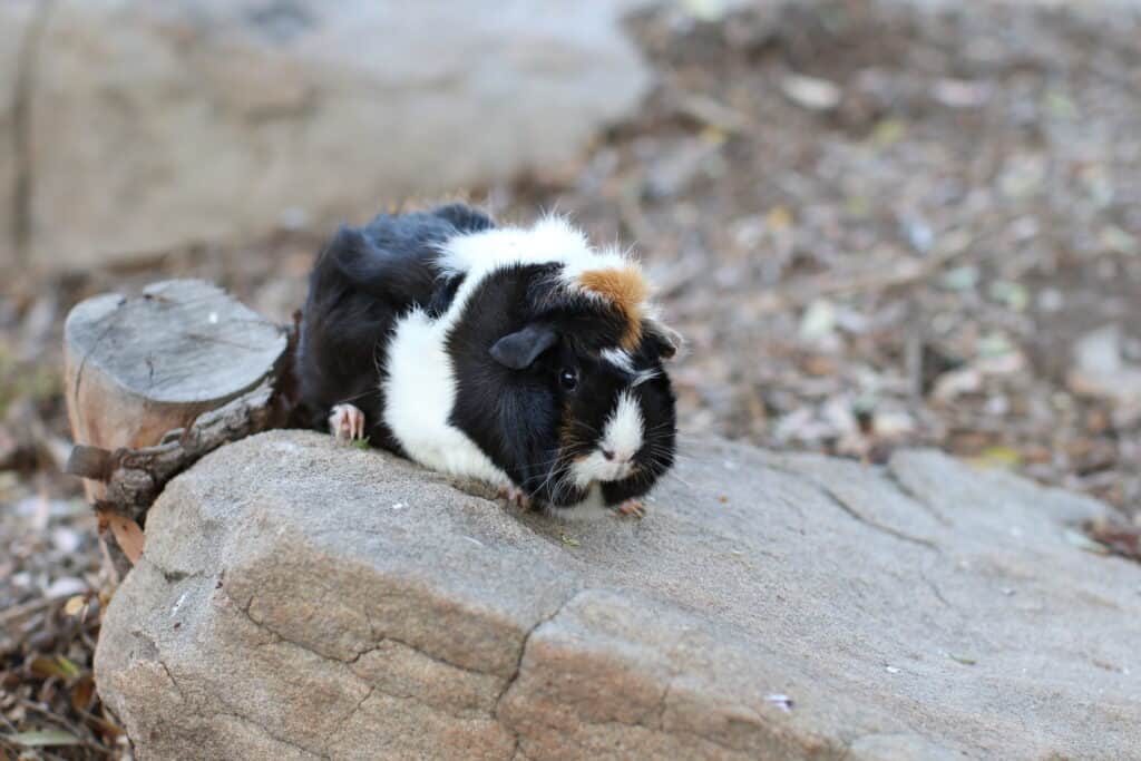 A tri-colored guinea pig lying on a big gray rock near a brown chunk of wood