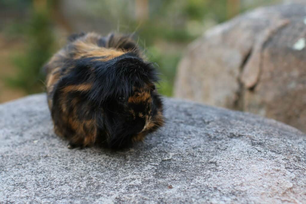 A brown and black colored guinea pig is sitting on a big gray rock near a big brown rock