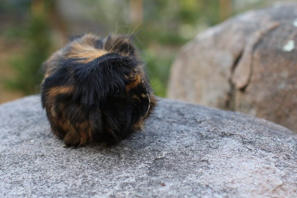 A guinea pig with black and white fur is on top of a gray rock near a big brown rock