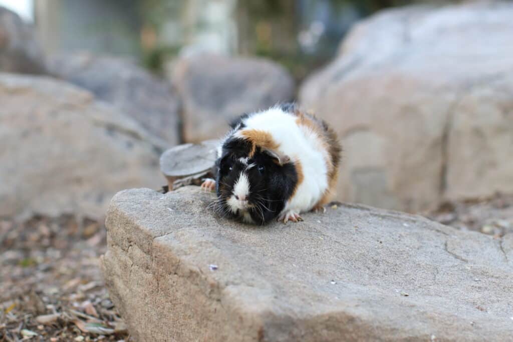 A tri-colored guinea pig on a big rock near a brown chunk of wood